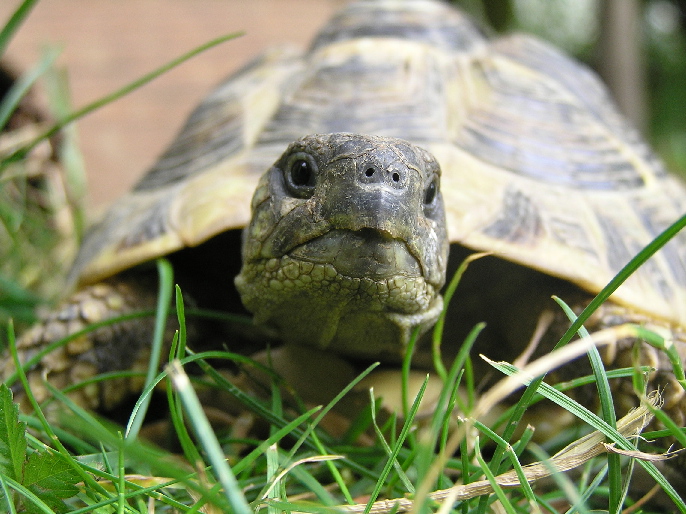 Testudo hermanni boetgery